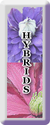 hybrid gallery button