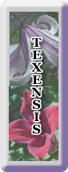 texensis gallery